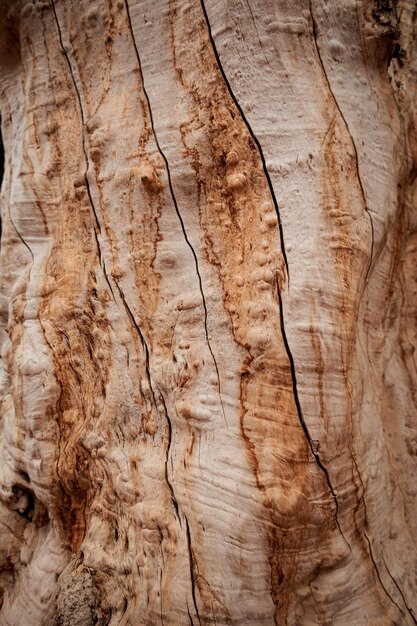 Photo bark of tree closeup wood texture tbilisi georgia