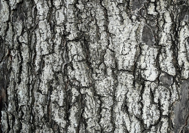 Bark of tree in forest Closeup stock photography