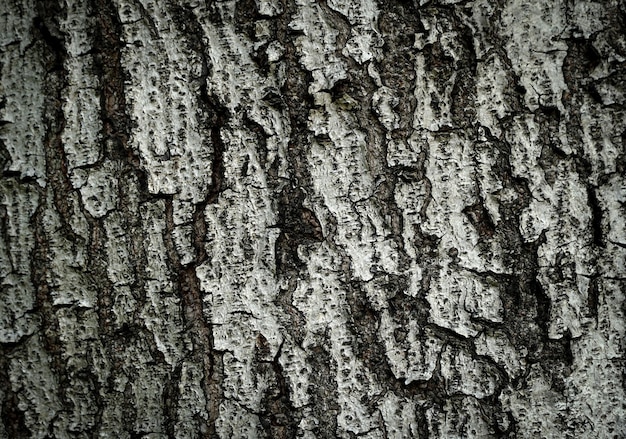 Bark of tree in forest Closeup stock photography