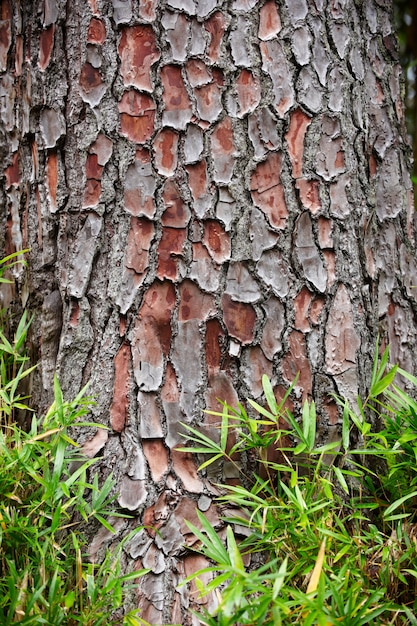 Albero di corteccia e fondo di struttura dell'erba verde