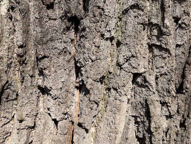 Photo the bark of a tree is gray and brown.