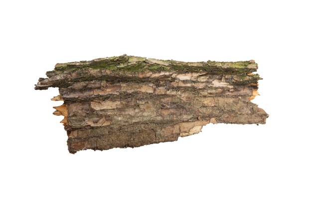 The bark of the tree is isolated on a white background. wooden texture