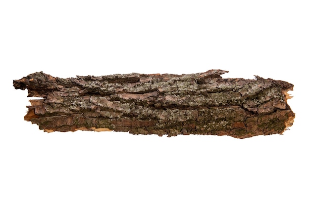 The bark of the tree is isolated on a white background. wooden texture