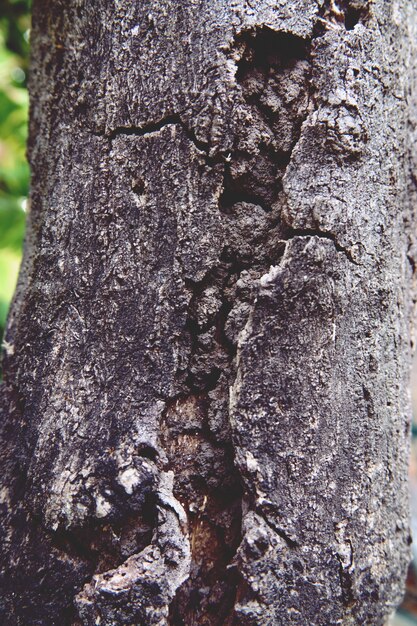 Primo piano del fondo di struttura dell'albero di corteccia