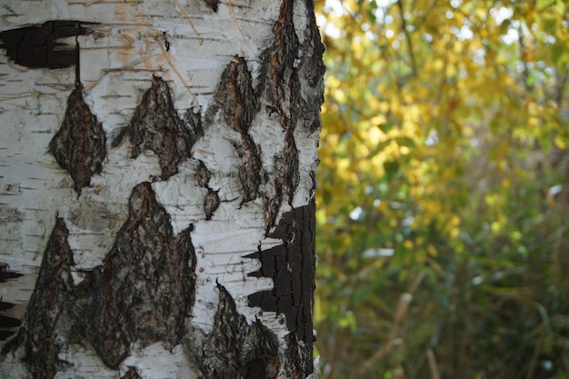 Текстура коры дерева в лесу