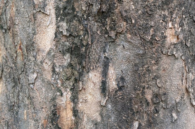 Bark of tree texture , soft focus