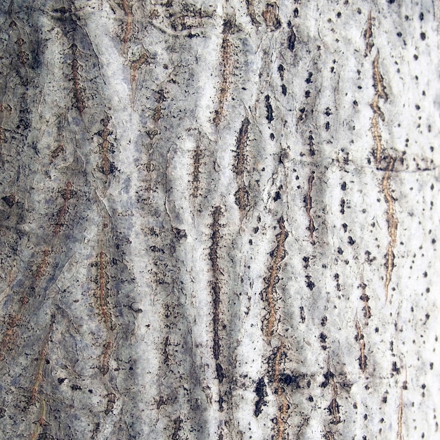 Bark of tree texture