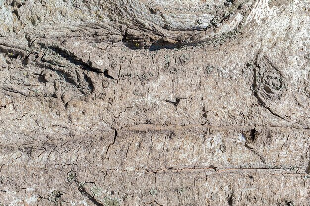 Bark tree texture