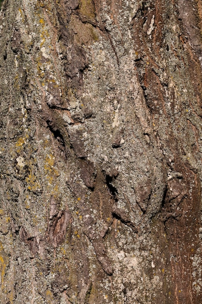 The bark of a tree with the features of its structure