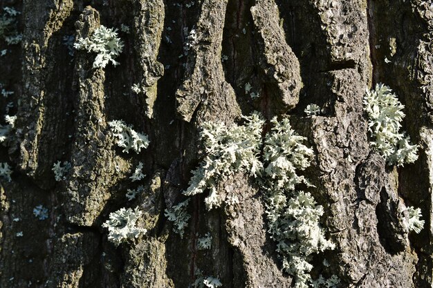 bark of the tree with gray moss in sunny day macrophotography