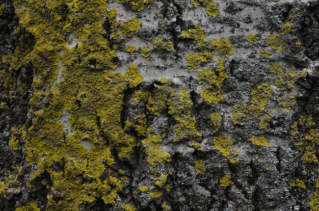 Bark of a tree with green moss
