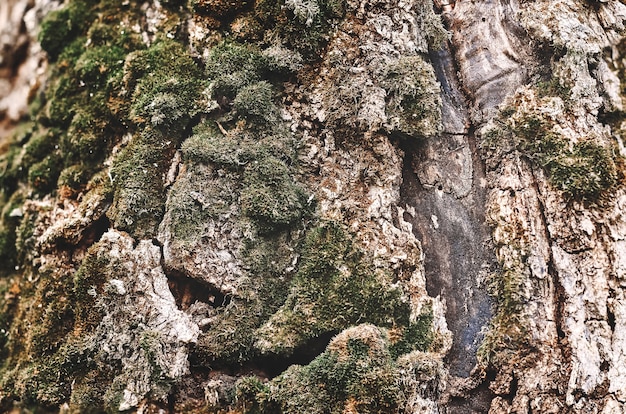 Bark on a tree with moss and furrows