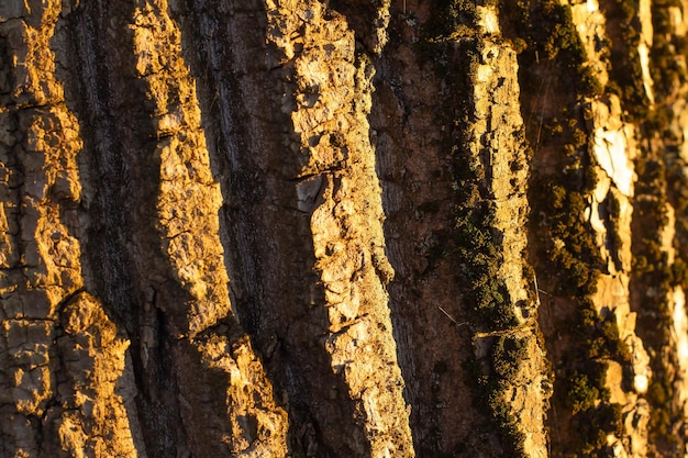 Foto la corteccia di un albero con muschio sotto i raggi del sole