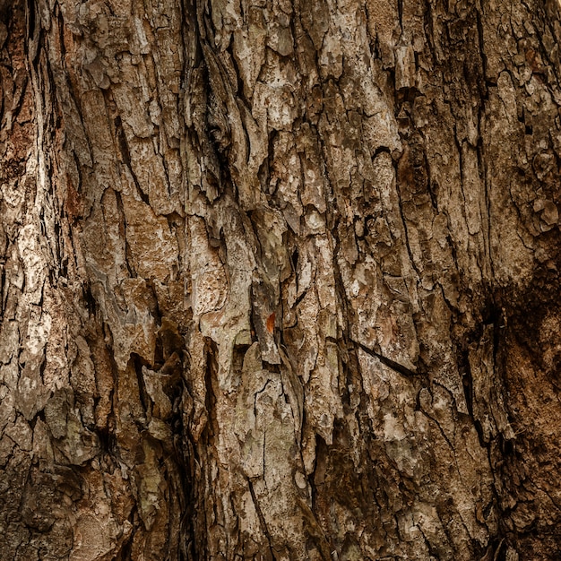 Bark of tree