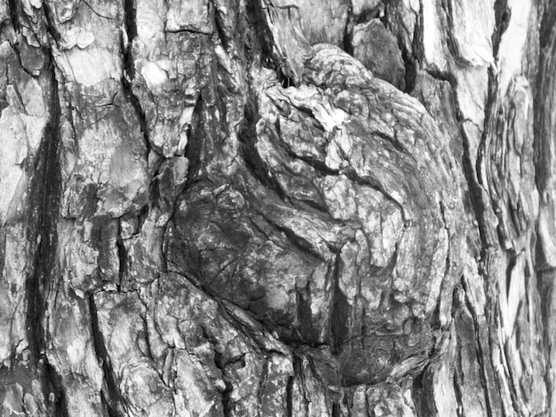 Bark of the tree