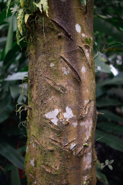 bark tree