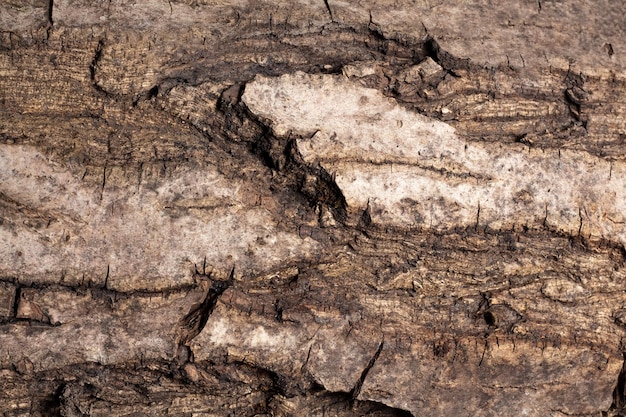 Кора дерева грецкого ореха, макрос, фоновая текстура. Старая текстура древесины с естественными узорами для фона, фона, копией пространства. Фоновый узор дерева