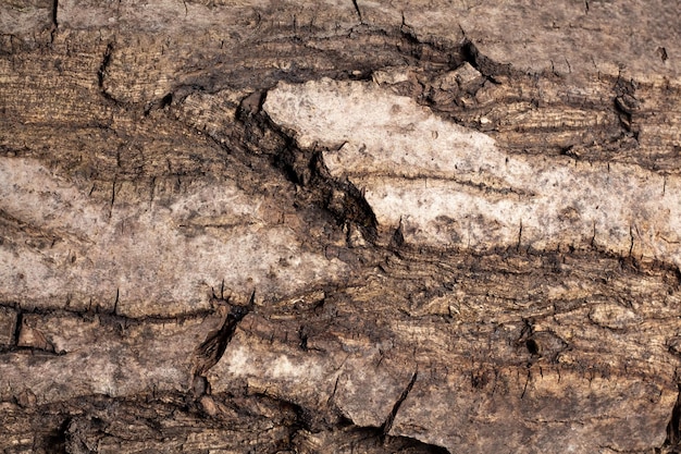 Corteccia di noce, macro, trama di sfondo. la vecchia struttura in legno con motivi naturali per sfondo, sfondo, spazio copia. motivo di sfondo dell'albero