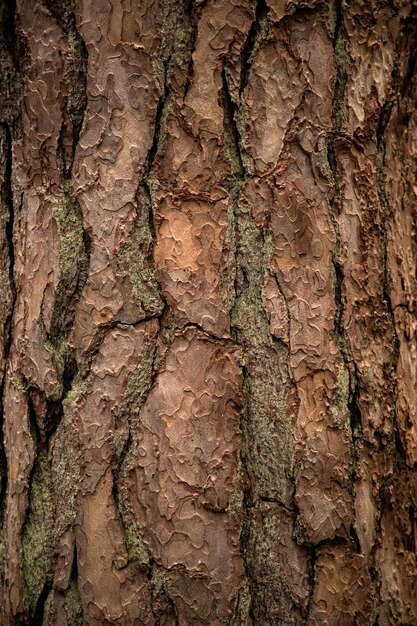 Foto corteccia di albero della foresta invernale