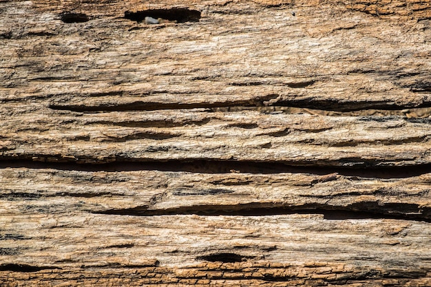 Foto tessitura ruvida del legno di corteccia