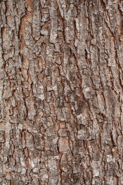 Bark Wood Texture
