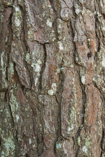 写真 樹皮