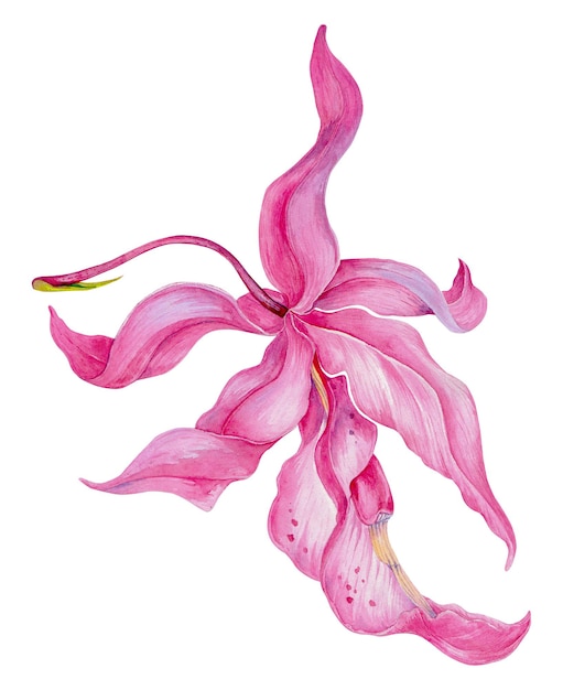 Barkeria Orchid orchid flower with green leaves. Hand drawn watercolor painting illustration