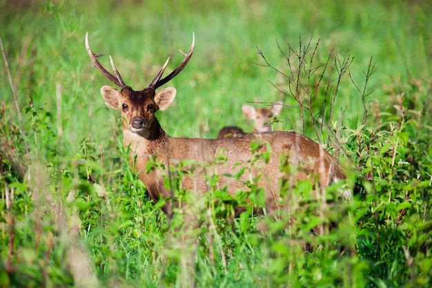 Barking deer in forest 