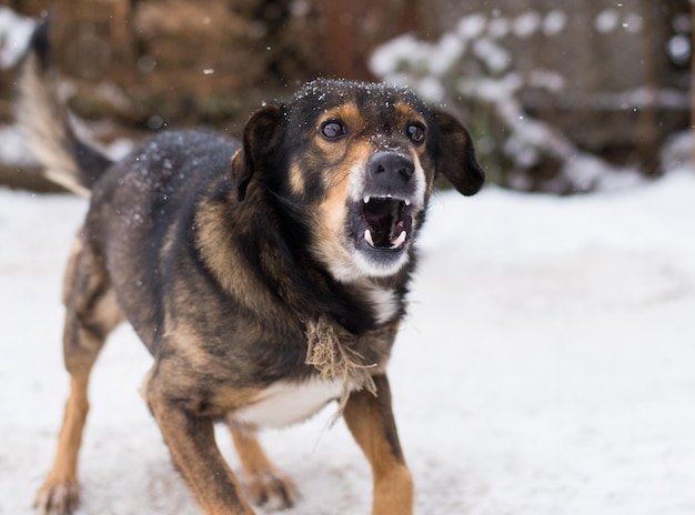 怒り狂った怒った犬を屋外で吠える。犬は攻撃的で危険に見え、狂犬病に感染している可能性があります。雪の中で怒っている犬。猛烈な犬。歯を見せている怒っている攻撃的な犬