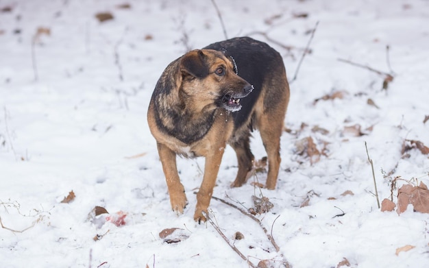 吠える雑種犬