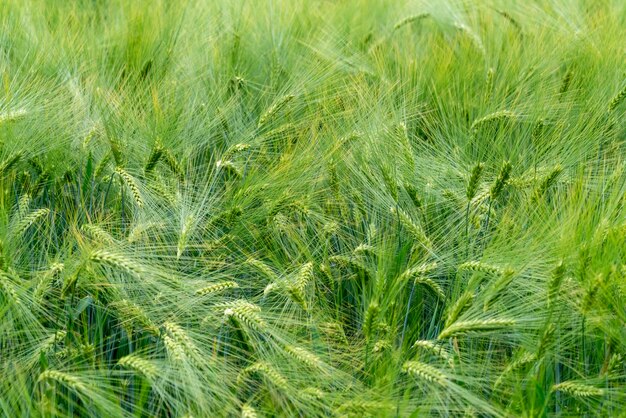 barley closeup