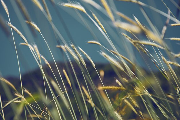 Barley ears in field under sky