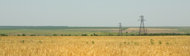 Ячменное поле. Сельское хозяйство и сельское хозяйство. Первый летний урожай