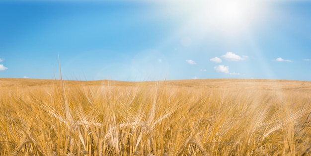 Foto campo d'orzo sullo sfondo di un cielo limpido