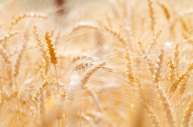 Barley in field conversion test at North Thailand,rice golden color,ear barley,grain dry