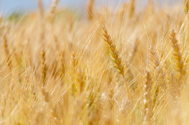 Barley in field conversion test at North Thailand,rice golden color,ear barley,grain dry