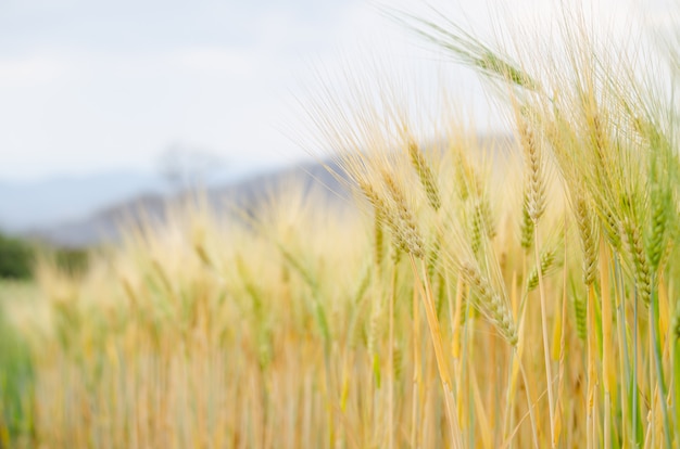 Barley in field conversion test at North Thailand,rice golden color,ear barley,grain dry