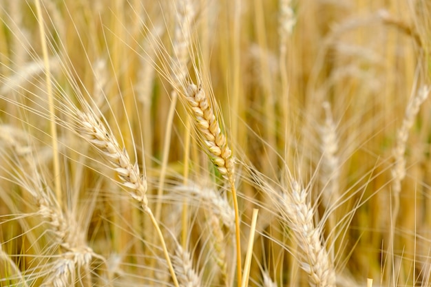 Barley in field conversion test at North Thailand