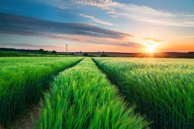 Barley Field in Cornwall