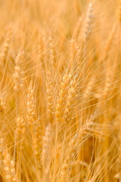 Barley in field for crops,rice dry at farm