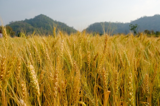 Barley in field for crops