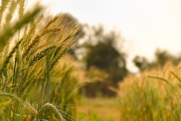 Photo barley in field for crops