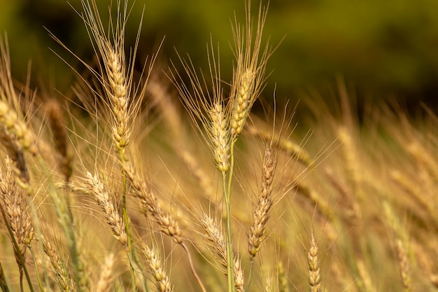 Barley Field in Sunset 