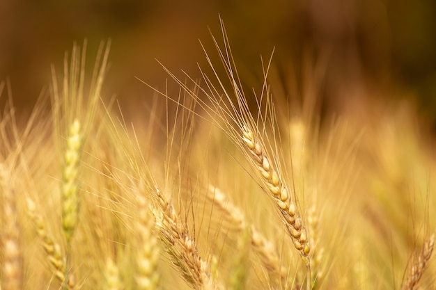 Campo d'orzo nel tramonto