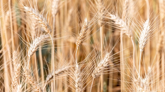 Фото Текстура поля ячменя и фон урожай пшеницы текстура пшеницы золотое пшеничное поле плантация ячменного поля