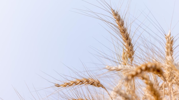 Barley field with blue sky background Harvest of wheat Texture of wheat Gold wheat field and blue sky Barley field plantation