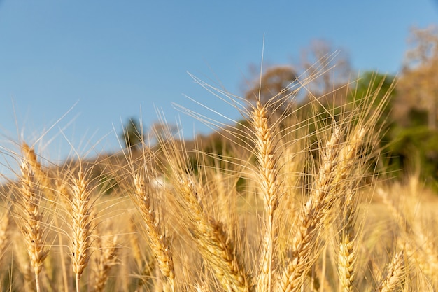 Barley in the field with sunny day. Beautiful nature and fresh air.