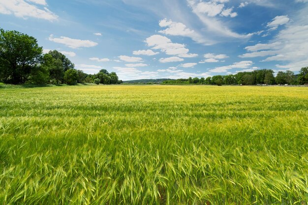 Foto campo d'orzo