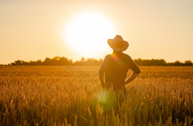 Barley in the golden-yellow farm. Beautiful and waiting for harvest wheat in field. Farmer in field.