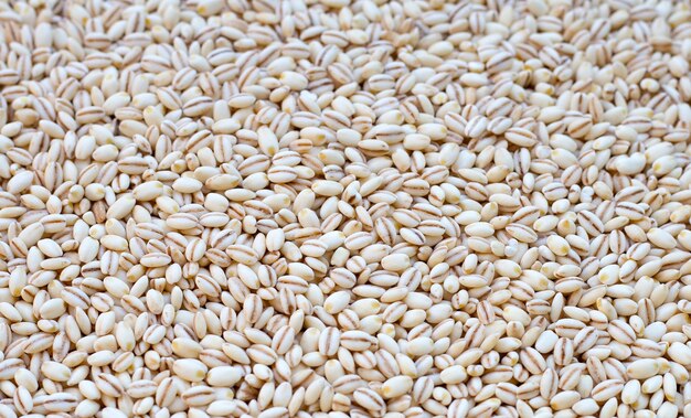 Photo barley grain background close up